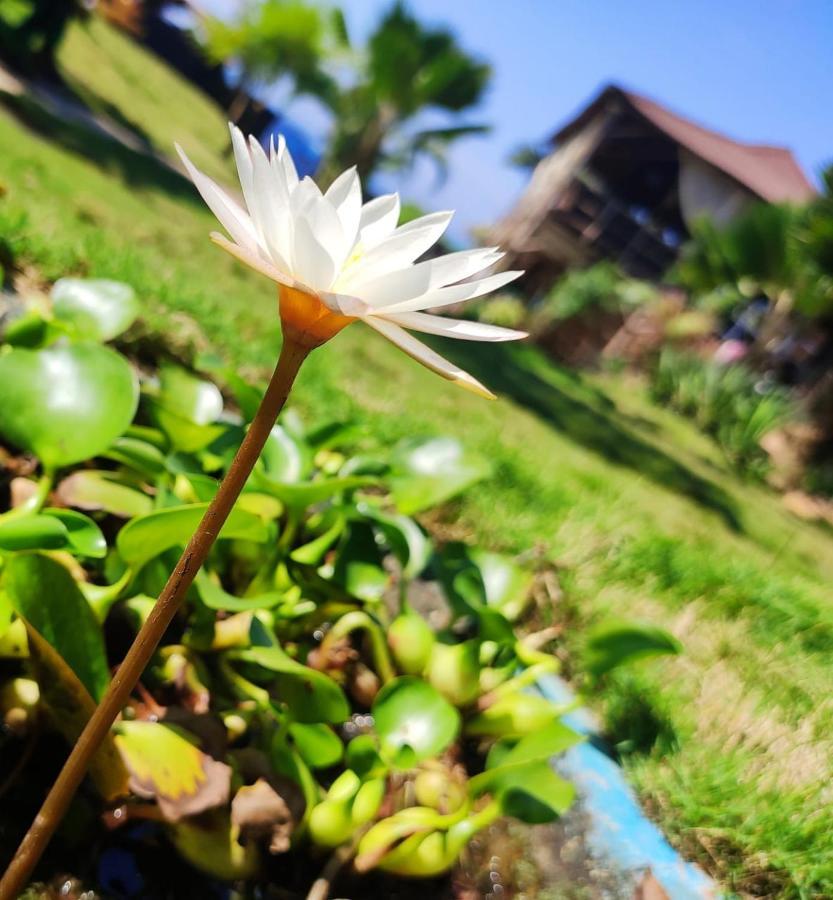 Lotus Sutra Hotel Arambol Kültér fotó